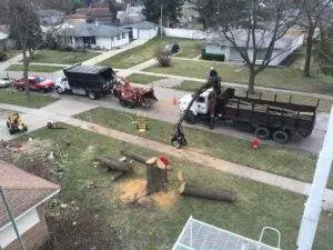 emergency tree removal