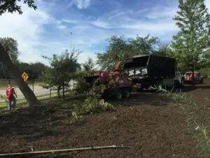 tree removal and mulching