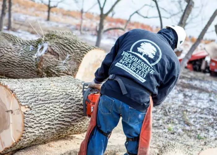 chicago tree removal