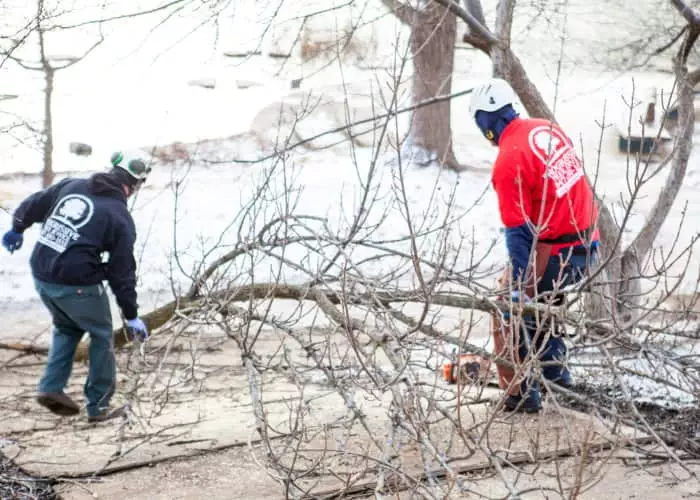 winter tree pruning