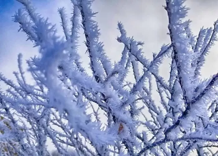 Frozen Tree