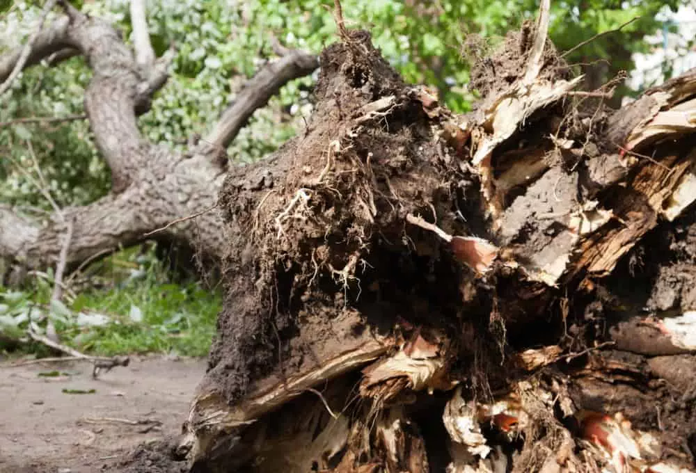 Uprooted Tree