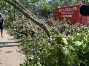 tree removal