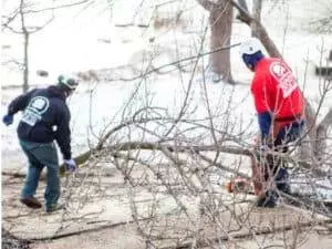 tree service