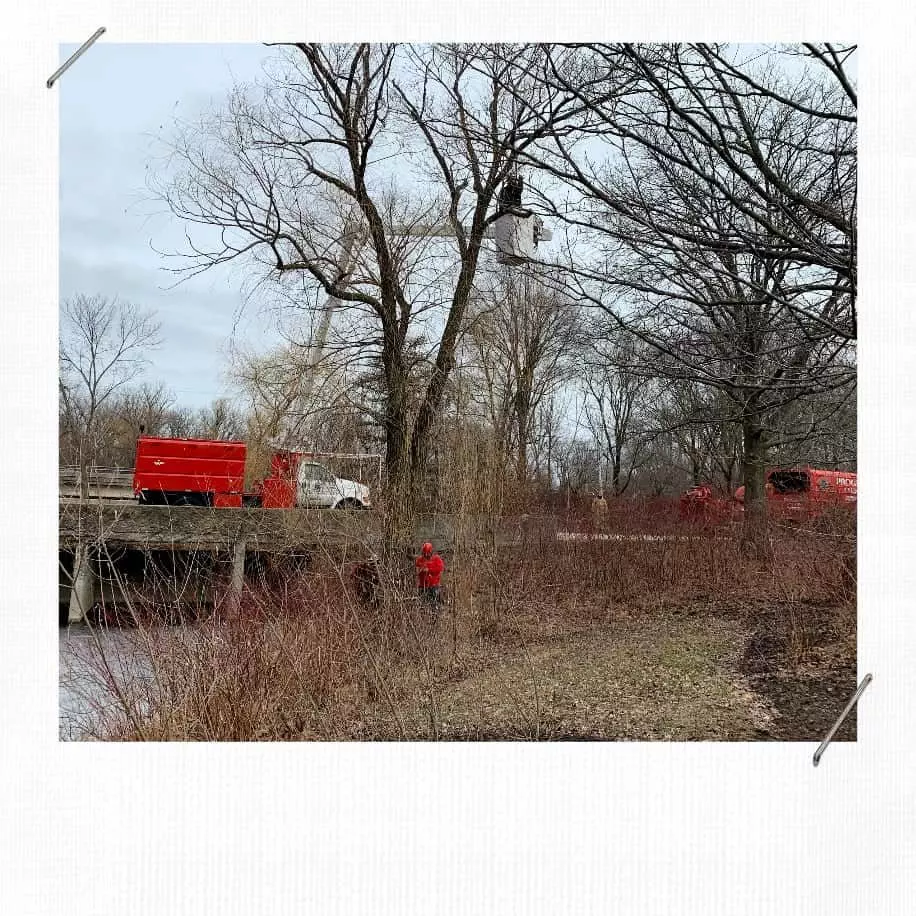 Willow Tree Removal At Botanic Garden