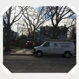 wimette tree removal