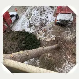 winnetka tree removal